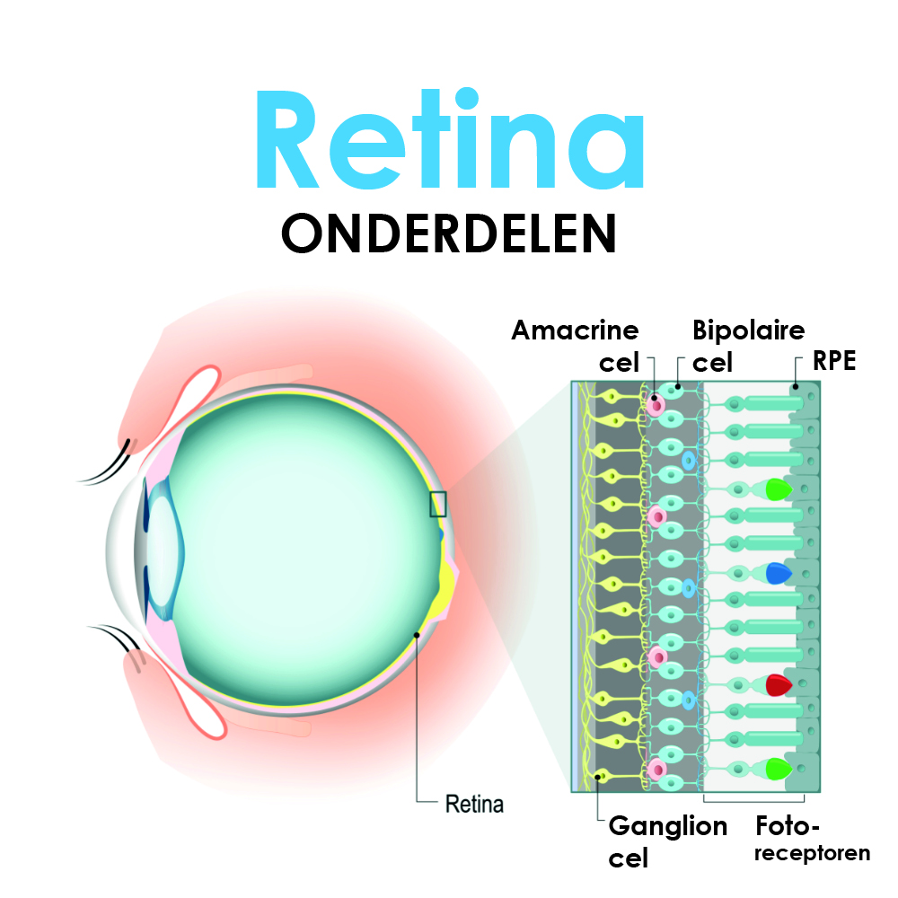 Anatomie van de Retina (het netvlies)